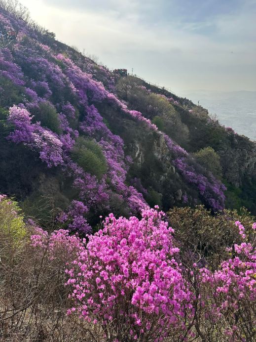 大連・大黒山のツツジの花海リアルタイム写真 花期はもうすぐ終わり