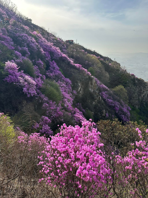 大連・大黒山のツツジの花海リアルタイム写真 花期はもうすぐ終わり