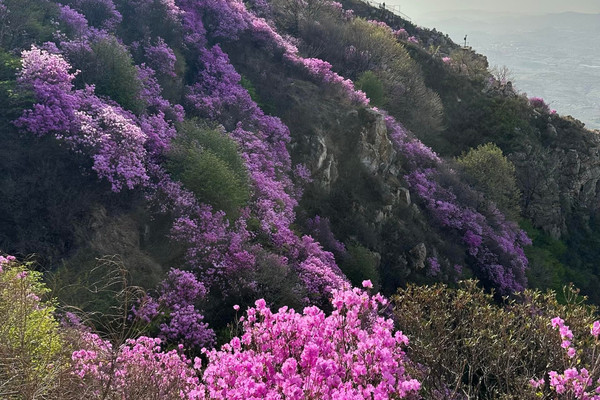 大連・大黒山のツツジの花海リアルタイム写真 花期はもうすぐ終わり