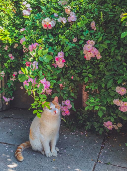 ピンクバラ お花 猫 バラ 南芸バラ 2匹の猫 花と猫が