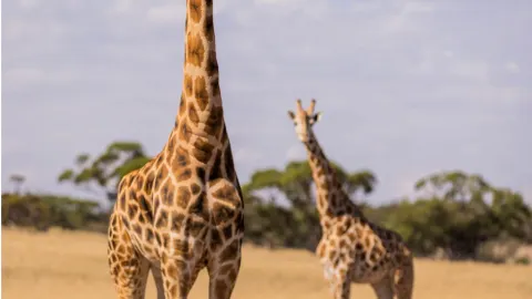 Ultimate Luxury Safari! Stay in the African Savannah in South Australia — traveler post in Adelaide