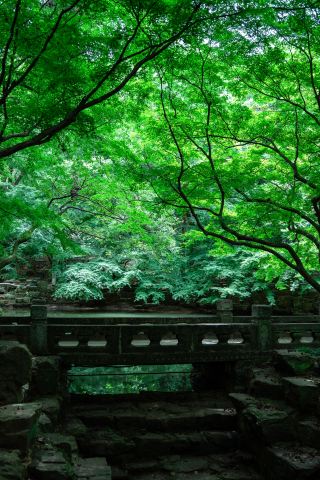 A summer like an oil painting: the green world of Yushan Park in Changshu
