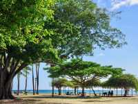 【ハワイ・オアフ島】ワイキキで大好きな場所🌳