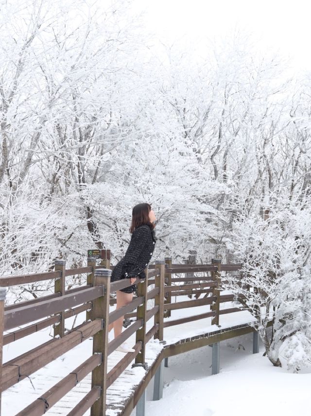 제주 눈꽃 가득한 곳 1100고지