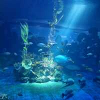 🦈🐠롯데월드몰 아쿠아리움에서 물고기 먹이주기🐬🐳