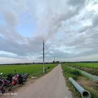 Green Grass of Paddy Field, Natural Beauty 