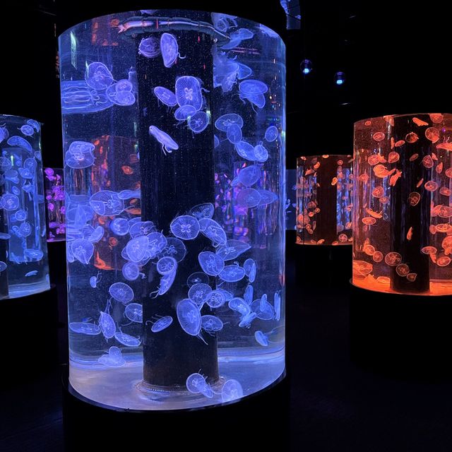 與萬千水母 共聚夢幻晚餐