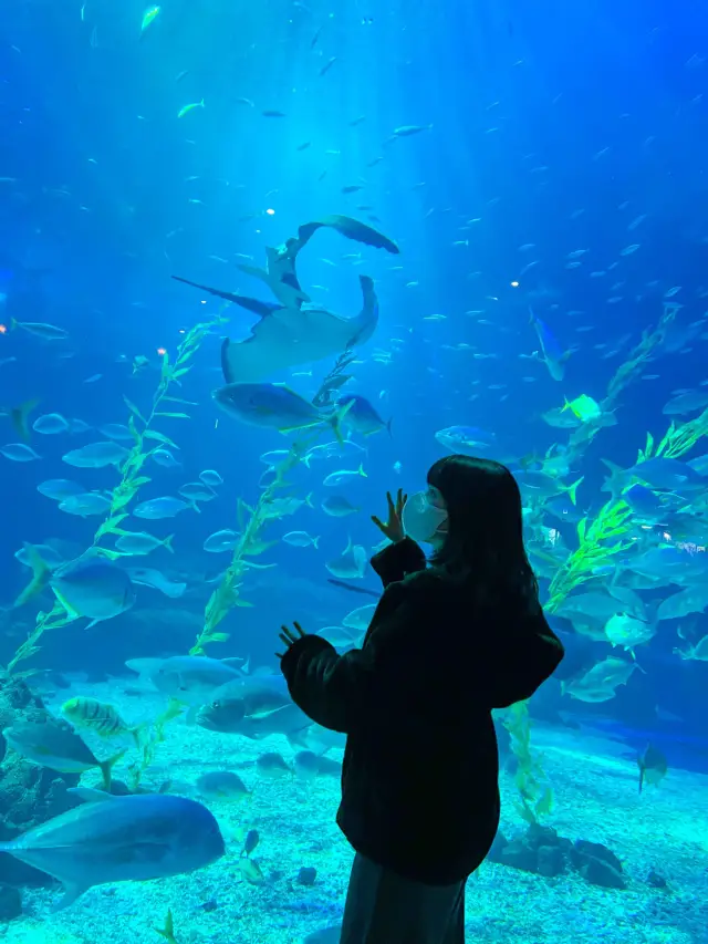 국내최대규모! 서귀포여행 필수코스🐠💙