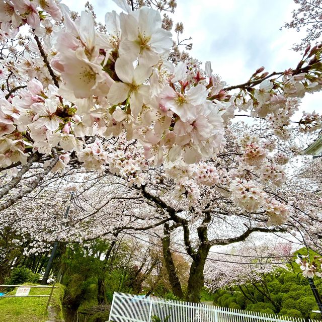 【小田原城】神奈川県/小田原市