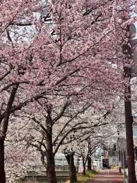 청주의 석촌호수 바이브, 자꾸만 가고싶은 벚꽃길🌸