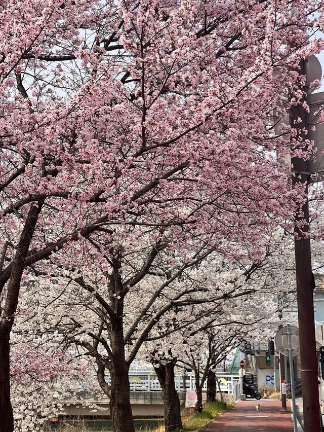 청주의 석촌호수 바이브, 자꾸만 가고싶은 벚꽃길🌸