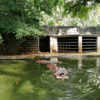 Incredible Johor Zoo