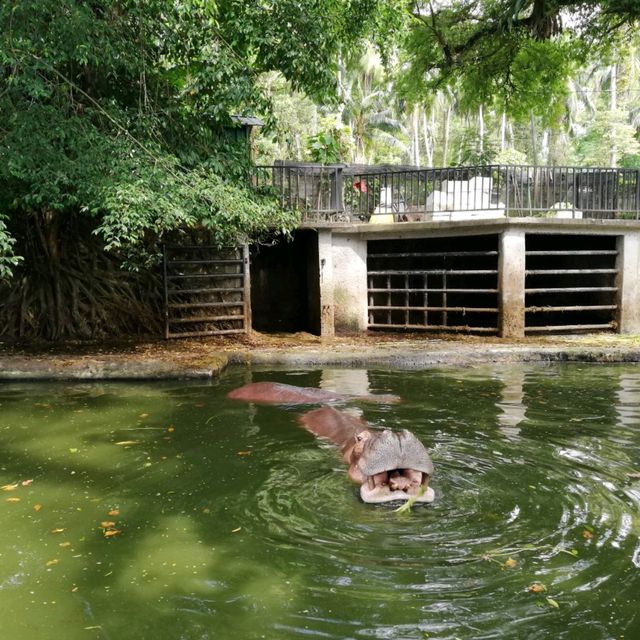 Incredible Johor Zoo