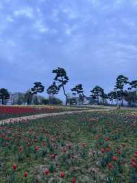 튤립이 한가득 핀 여주 금은모래강변공원💐