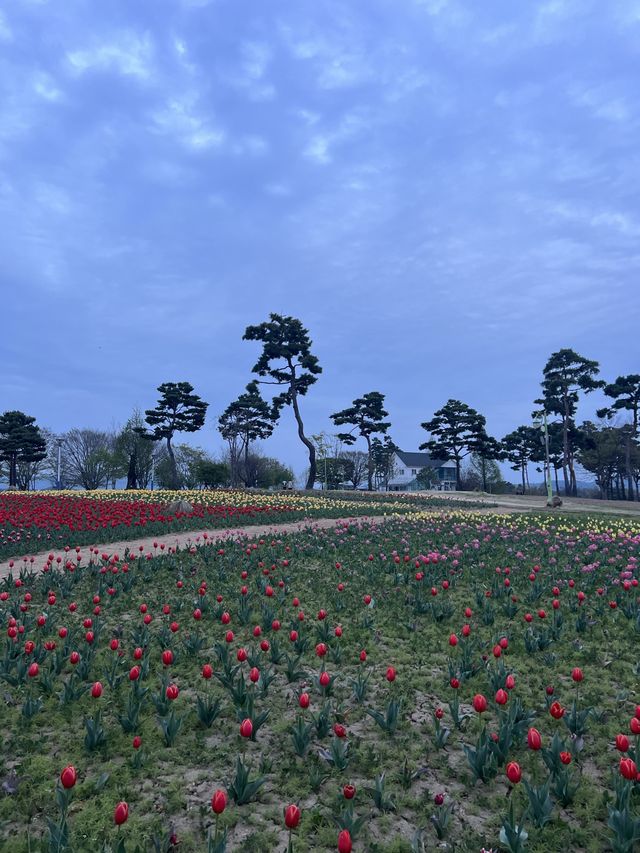 튤립이 한가득 핀 여주 금은모래강변공원💐