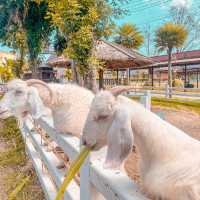 @เวโรน่า ทับลาน จ.ปราจีนบุรี 