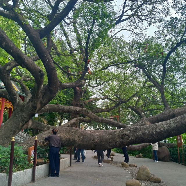 日夜都值一遊的惠州西湖🌳