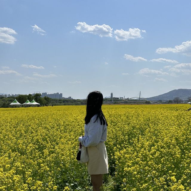 유채꽃 시즌에 꼭 가야할 대구 명소🌼