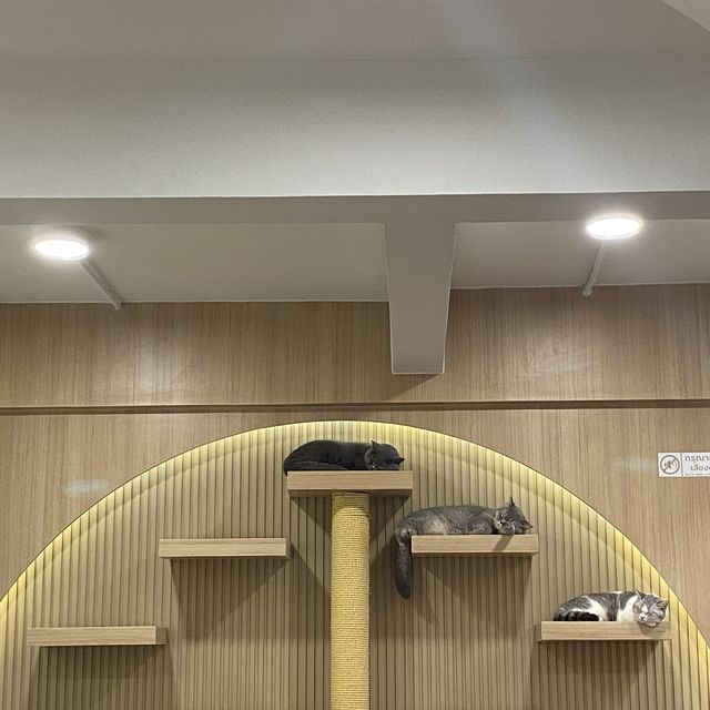 คาเฟ่แมวสุดหนุบหนับ 🐈 Mali Cat Cafe Bangsaen