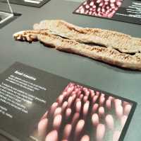 Body Worlds - Amsterdam, Netherlands