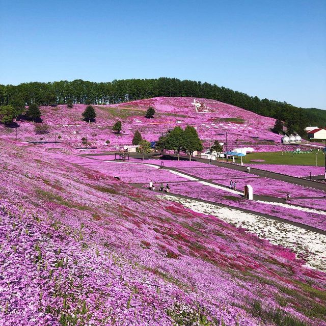 北海道 | 東藻琴芝櫻公園 五月再一起賞花吧