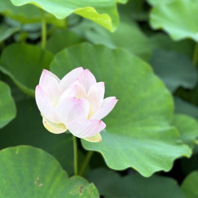 7월의 경주는 연꽃이 피는 곳
