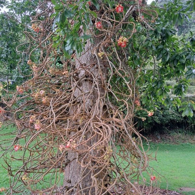 Penang Botanical Garden