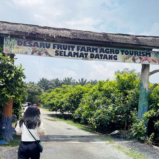 Exploring biggest Fruit Farm in Desaru Johor