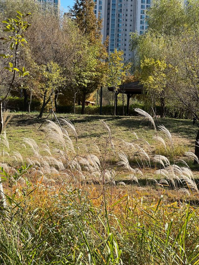 파주 강아지와 산책하고 피크닉 하기 좋은 운정호수공원⛲️