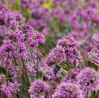 Olympic Park Wildflower Garden