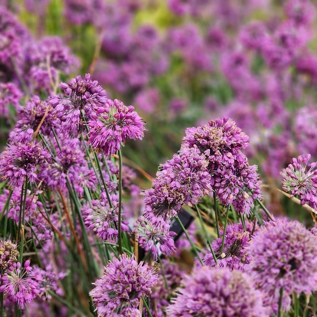 Olympic Park Wildflower Garden  Olympic Park Wildflower Garden