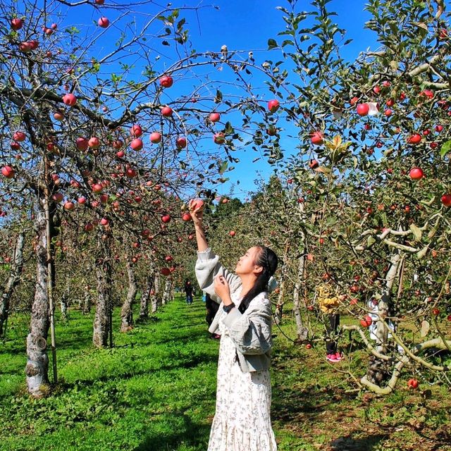 Kochia season and Apple picking 