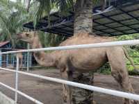 Mini Petting Zoo in Kuala Selangor 