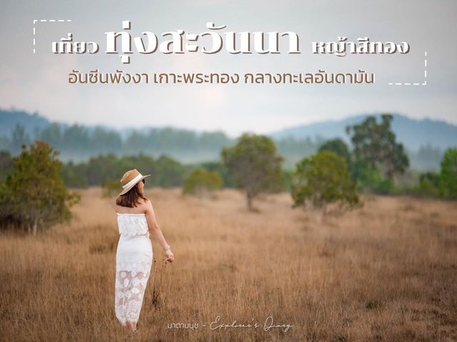 ทุ่งสะวันนาแห่งเมืองไทย ทุ่งหญ้าสีทอง