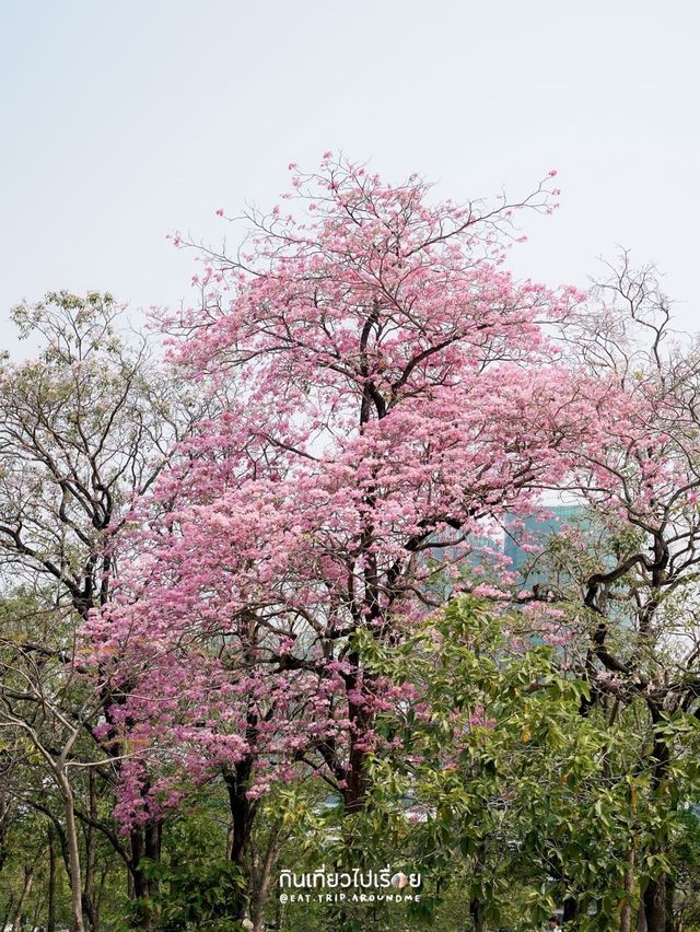🌸🌸 พาถ่ายรูปดอกชมพูพันธ์ุทิพย์ที่สวนรถไฟ 