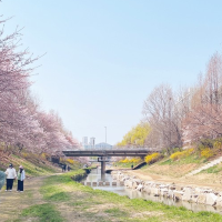 핫한 청리단길 근처 떠오르는 인천 벚꽃🌸명소 굴포공원