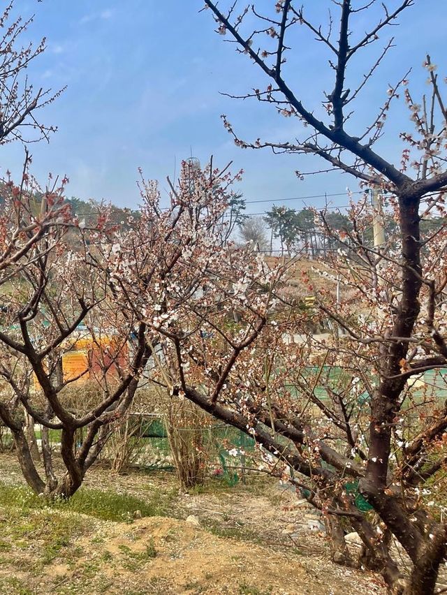 부산에서 매화꽃이 가득한곳 !!! 