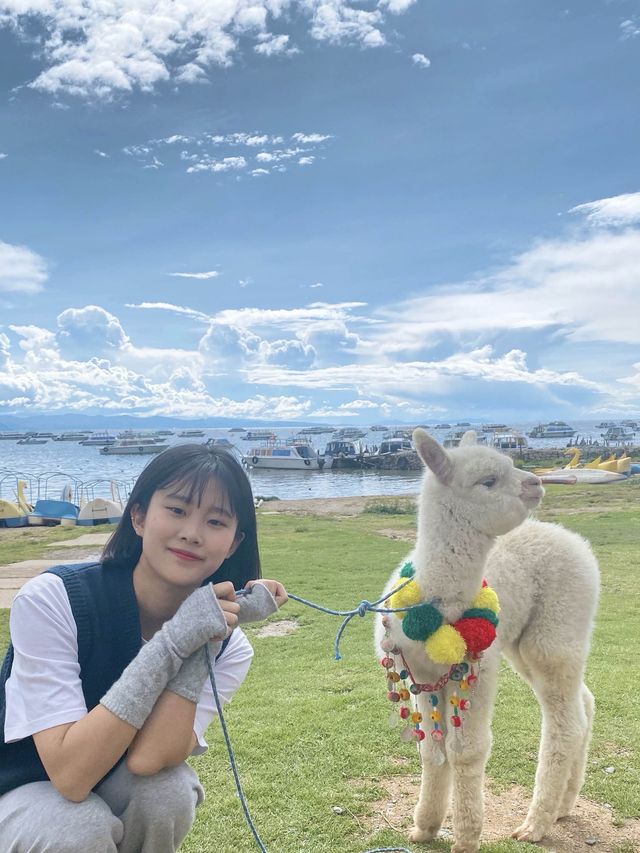 [볼리비아🇧🇴] 그림같은 풍경에서 인형같은 아가 알파카와 셀카타임