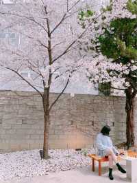 🌸대구 벚꽃 여행지 모음🌸
