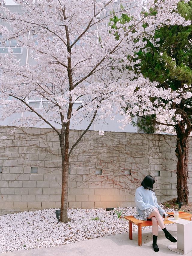 🌸대구 벚꽃 여행지 모음🌸