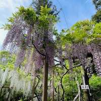 藤之季～奈良萬葉植物園