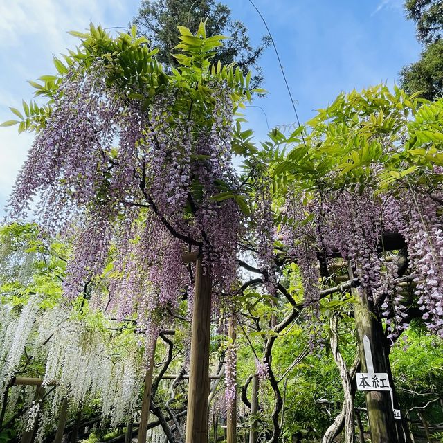 藤之季～奈良萬葉植物園