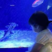都内にある水族館！