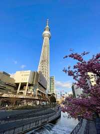 【東京都/スカイツリー】河津桜とのコラボ