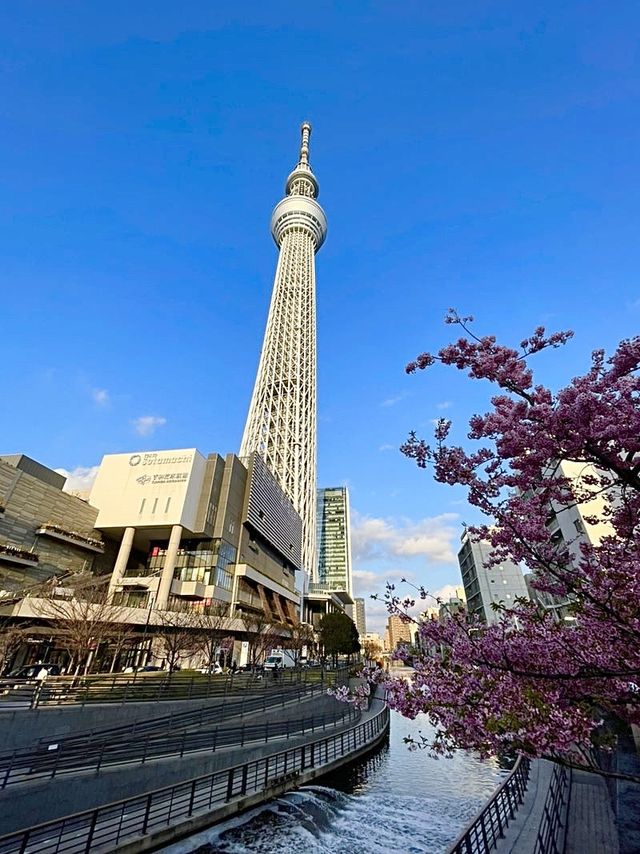【東京都/スカイツリー】河津桜とのコラボ