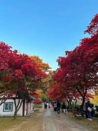 가을단풍 구경하기 좋은 “배론성지”🍁