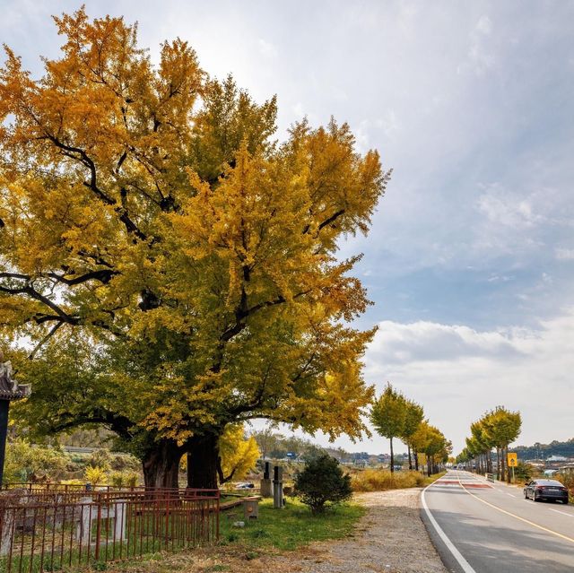 Beautiful Autumn View of Nangseong-myeon 