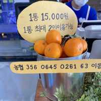 동물 먹이주기&감귤 따기 체험까지 할 수 있는 “어린왕자감귤밭”카페!