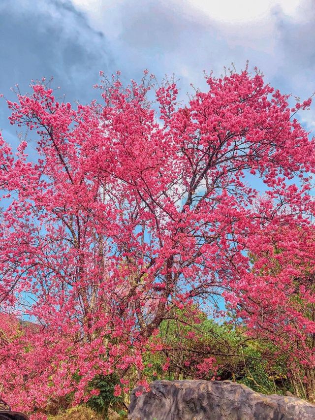 ศูนย์อนุรักษ์พันธุ์กล้วยไม้รองเท้านารี 💕🌸
