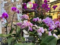 Colourful Flowers for Chinese New Year